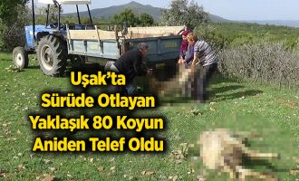 Uşak’ta Sürüde Otlayan Yaklaşık 80 Koyun Aniden Telef Oldu